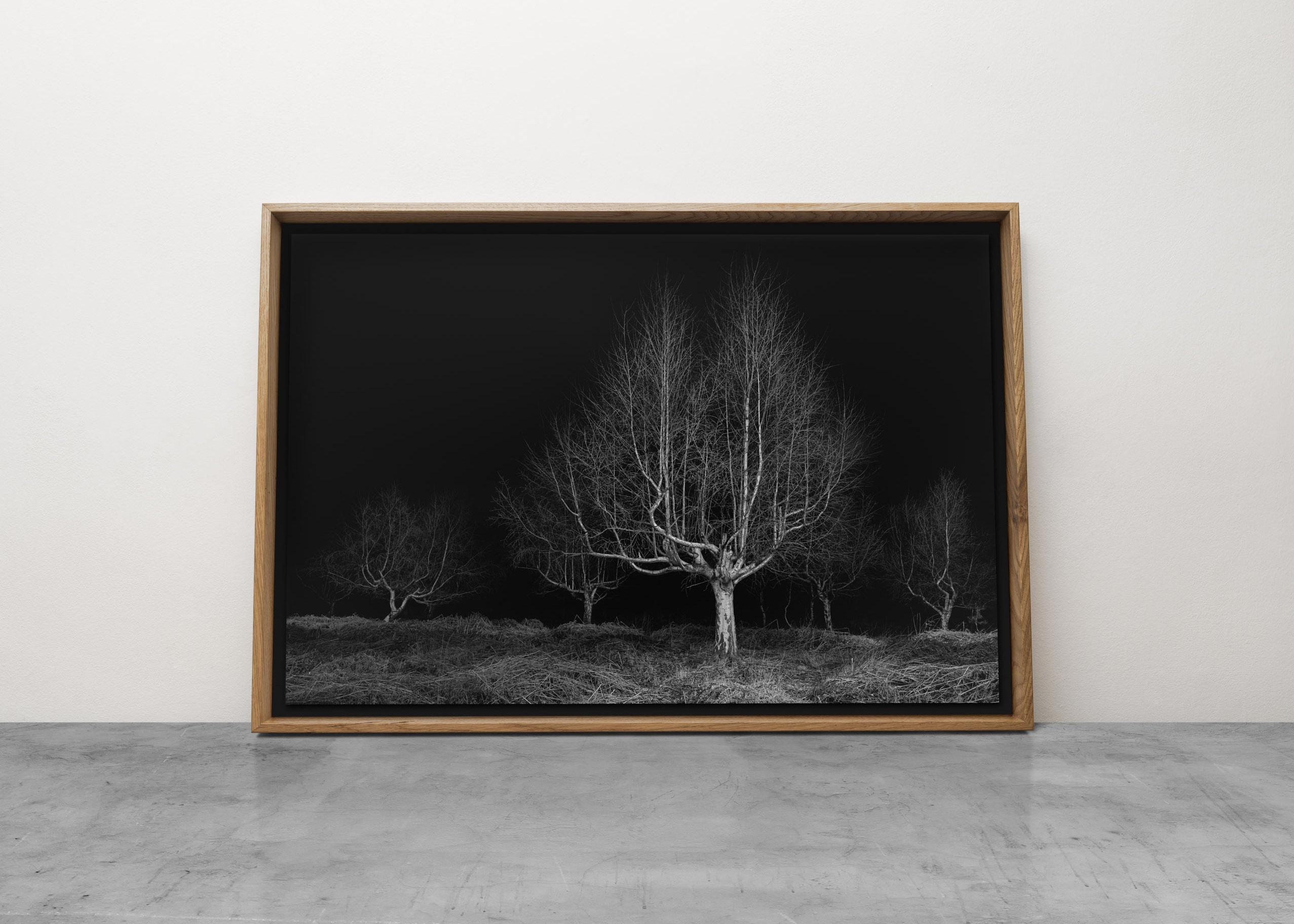 Twilight #19, Gathering – Silberner Birkenbaum mit schwarzem und weißem Landschaftsdruck (Zeitgenössisch), Photograph, von Jasper Goodall