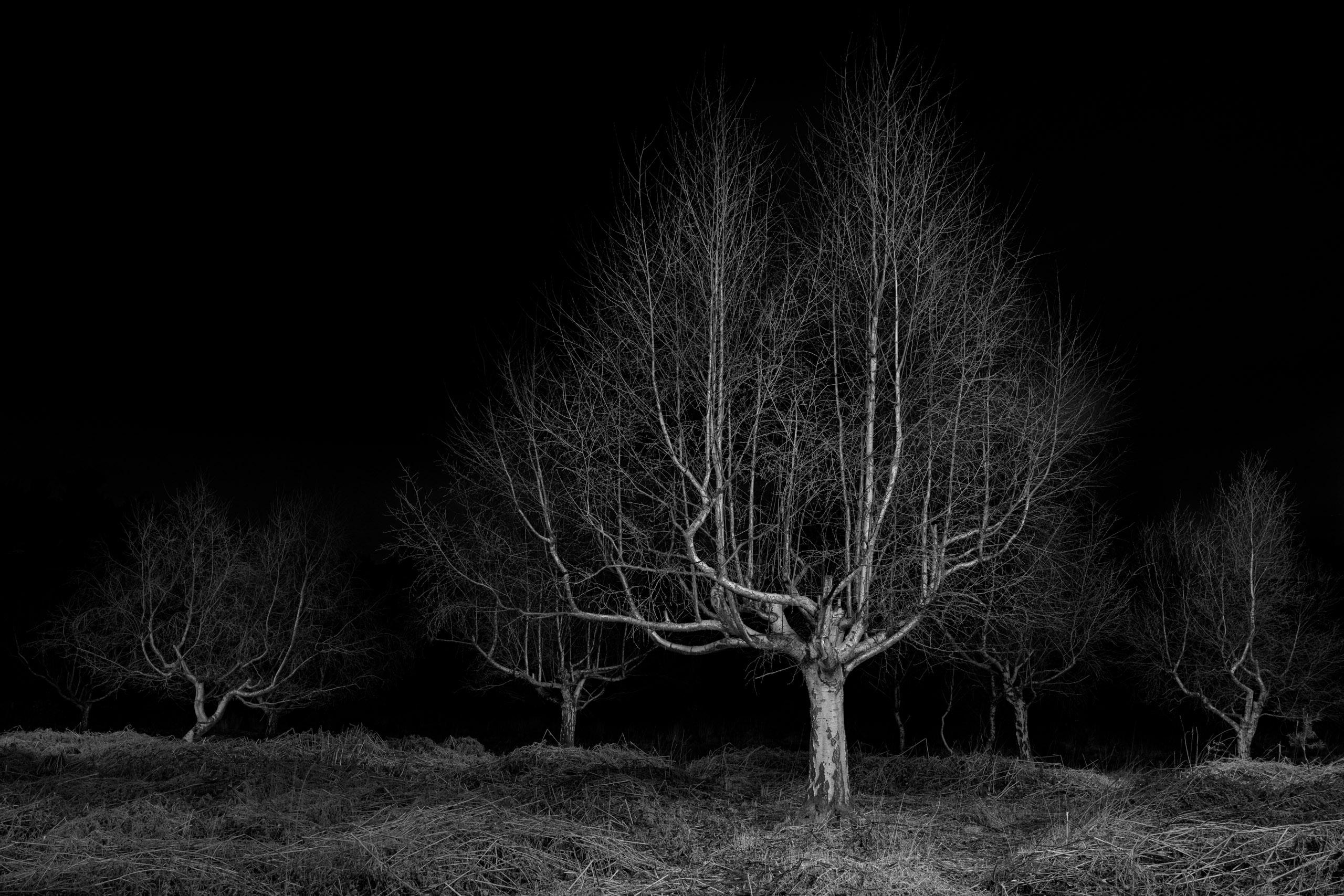 Jasper Goodall Landscape Photograph – Twilight #19, Gathering – Silberner Birkenbaum mit schwarzem und weißem Landschaftsdruck