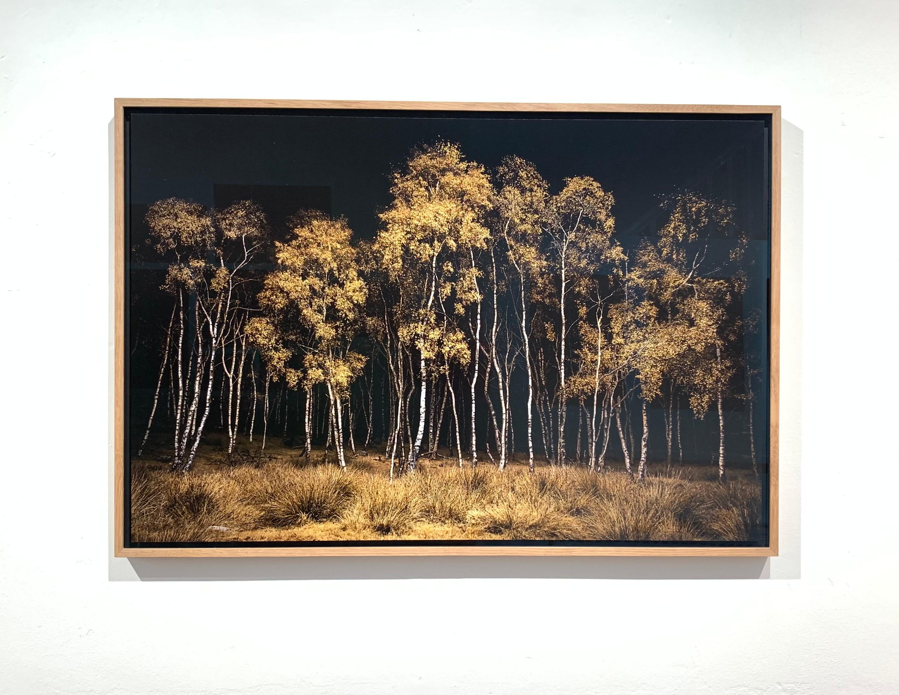 Twilight #20, Birchwood (Archival Pigment Print on Dibond in Oak frame) - Contemporary Photograph by Jasper Goodall