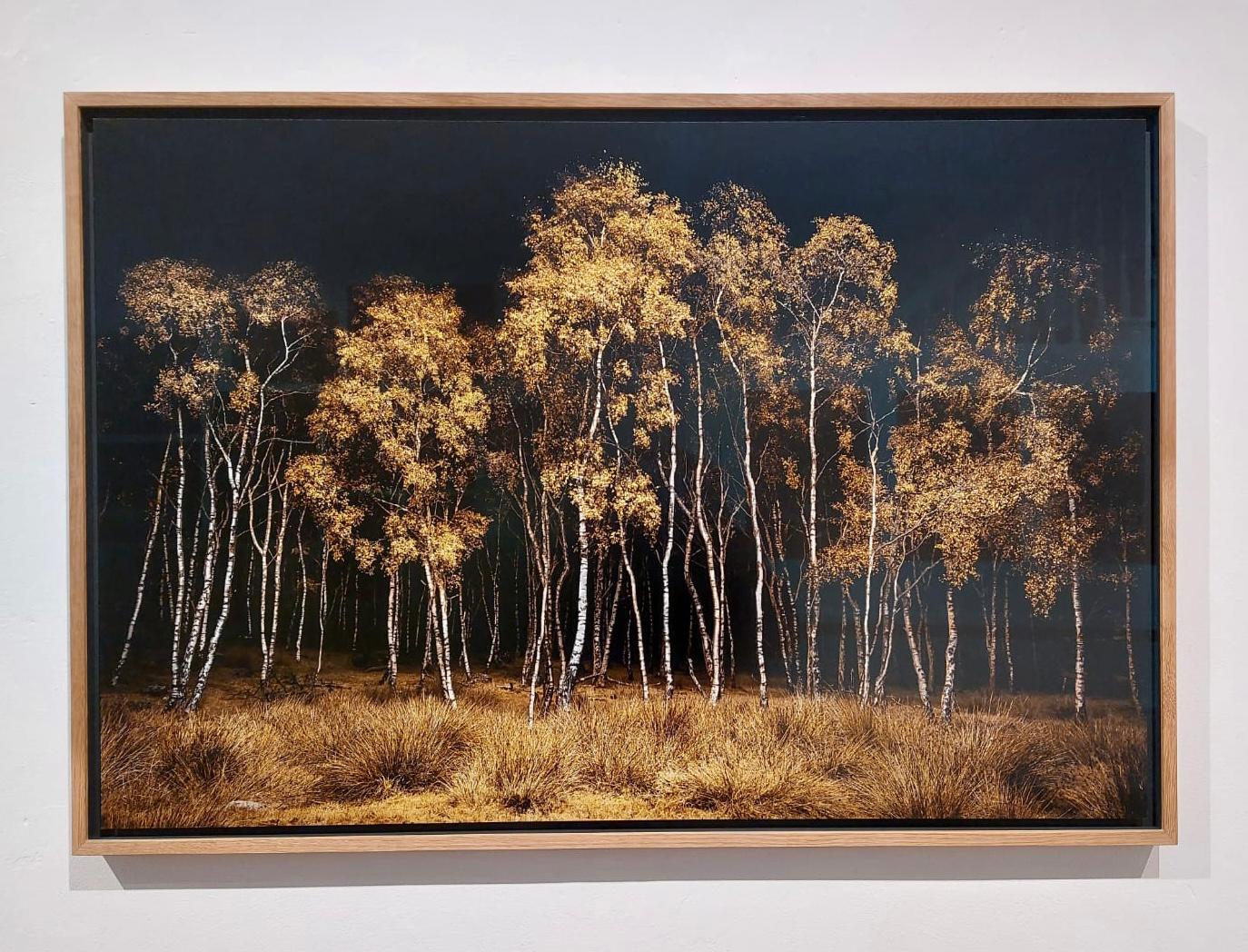 Twilight #20, Birchwood (Archival Pigment Print on Dibond in Oak frame) - Black Landscape Photograph by Jasper Goodall
