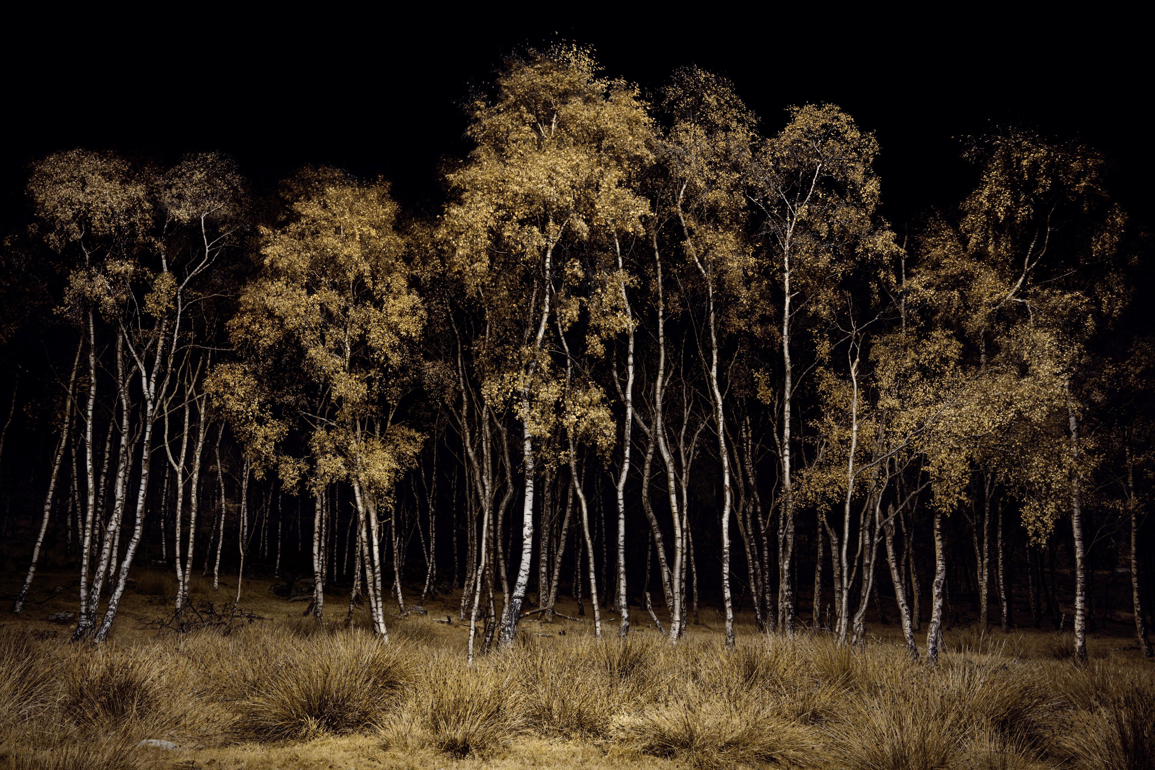 Twilight #20, Birchwood (Archival Pigment Print on Dibond in Oak frame) For Sale 5