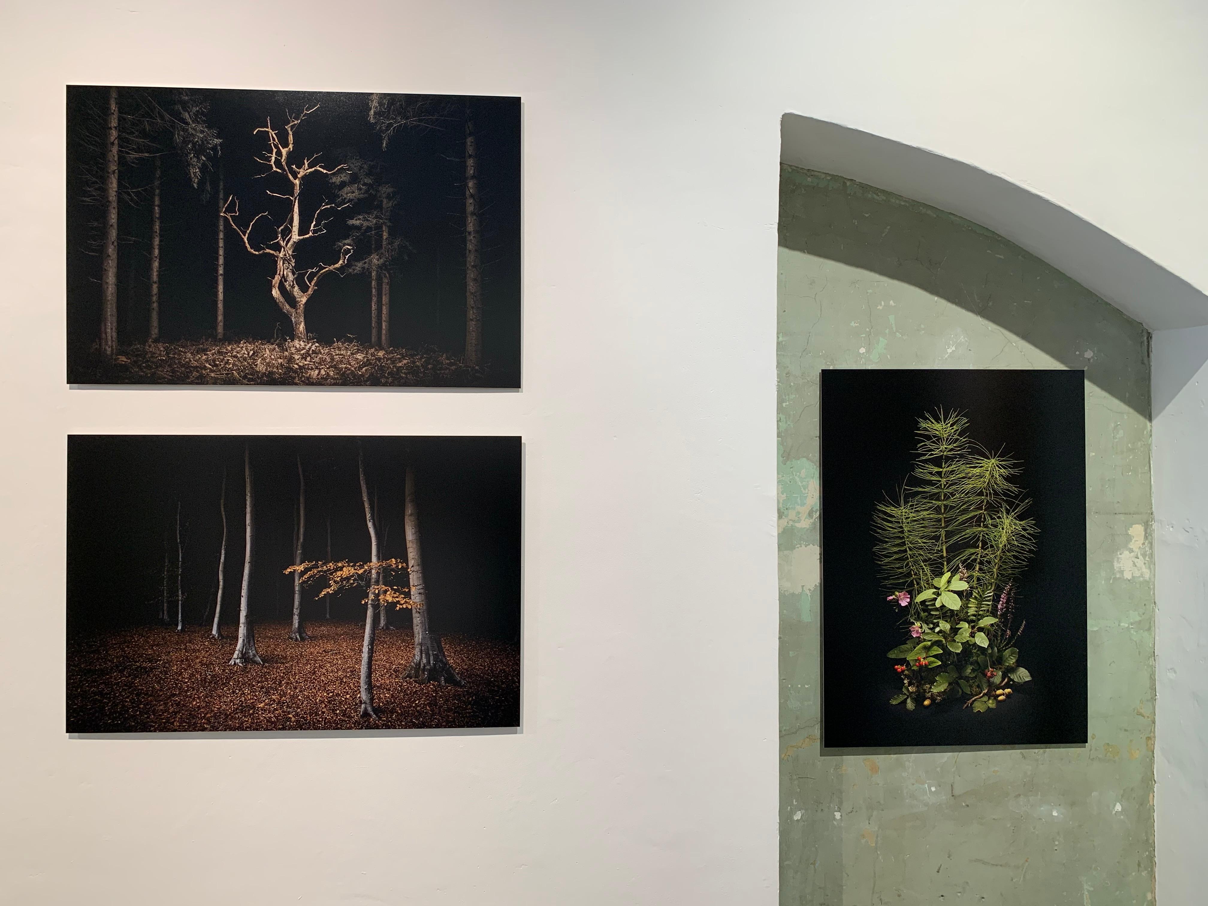 Un chêne squelettique, privé de lumière par les sapins environnants, tient encore ses membres tordus vers la lumière, comme s'il était figé dans son agonie.

