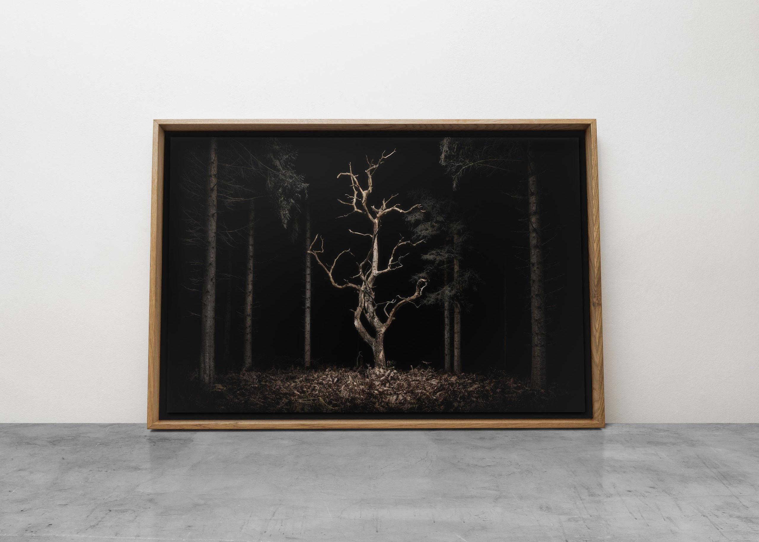 Twilight's 034, Danse Macabre - A skeletal Oak tree - Landscpae - Conceptual Photograph by Jasper Goodall