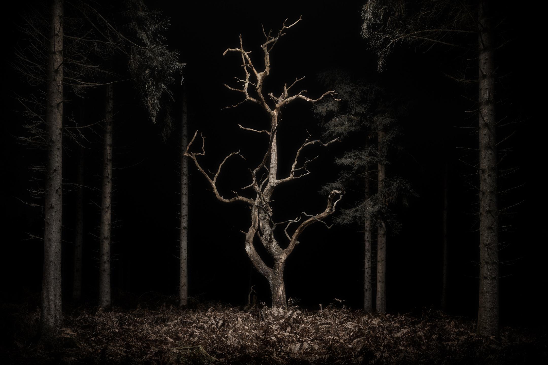 Twilight's 034, Danse Macabre - A skeletal Oak tree - Landscpae - Photograph by Jasper Goodall