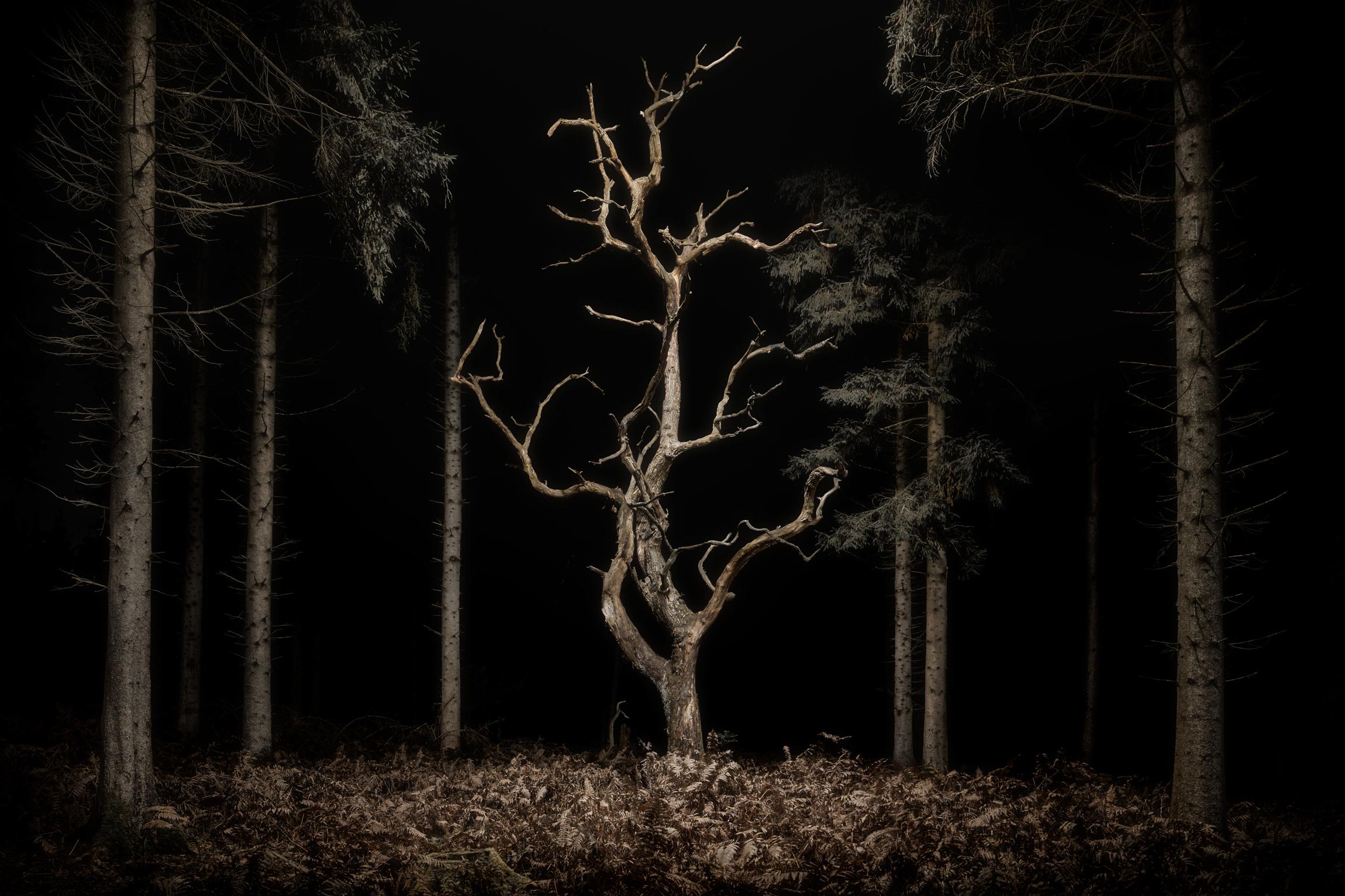 Landscape Photograph Jasper Goodall - Landscpae 034, Danse Macabre - Un arbre squelettique en chêne