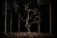 Crepúsculo 034, Danse Macabre - Un roble esquelético - Landscpae