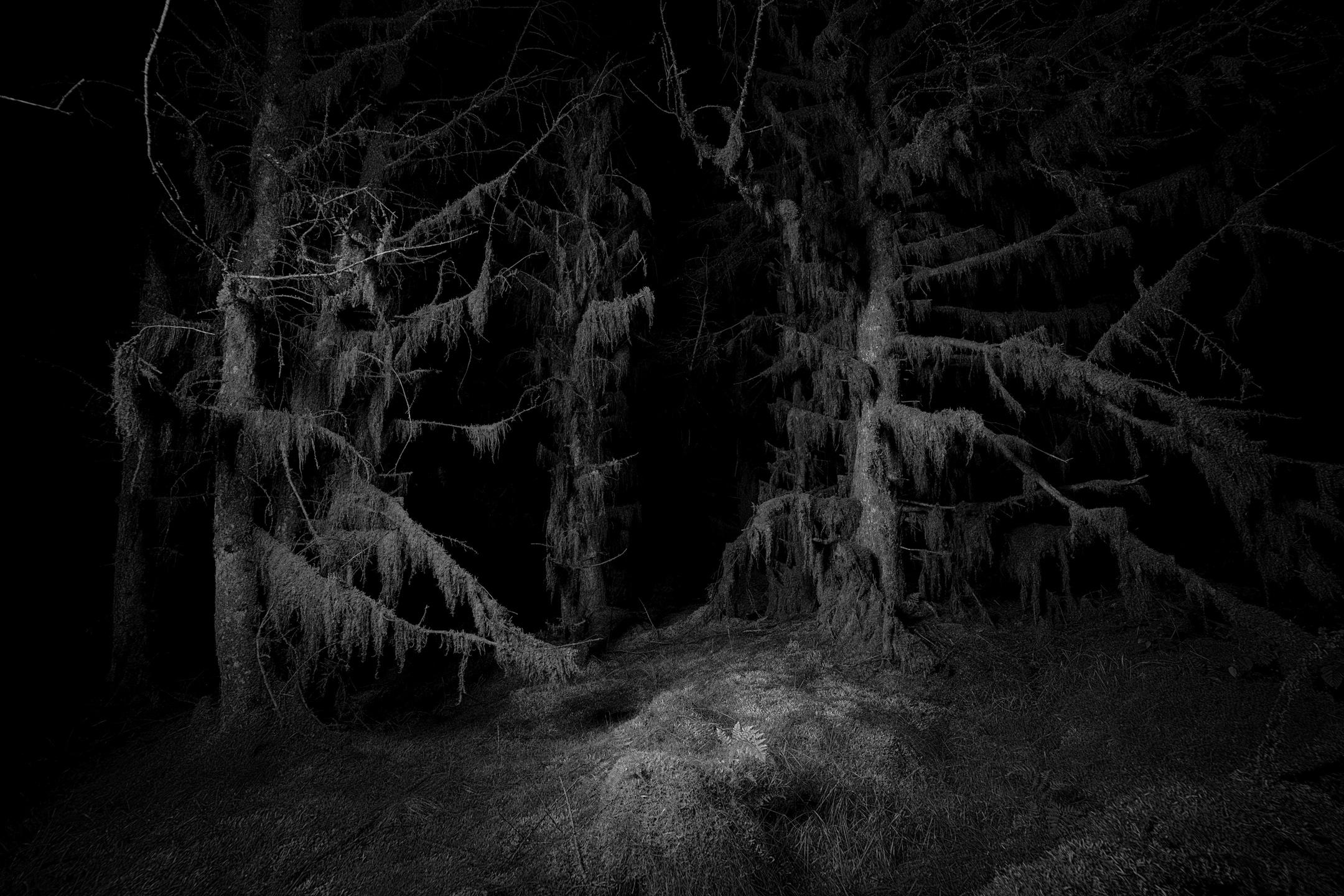 Jasper Goodall Landscape Art – Twilight's #09 – Witches Sabbath – Schwarzer und weißer Druck von Tannenbäumen