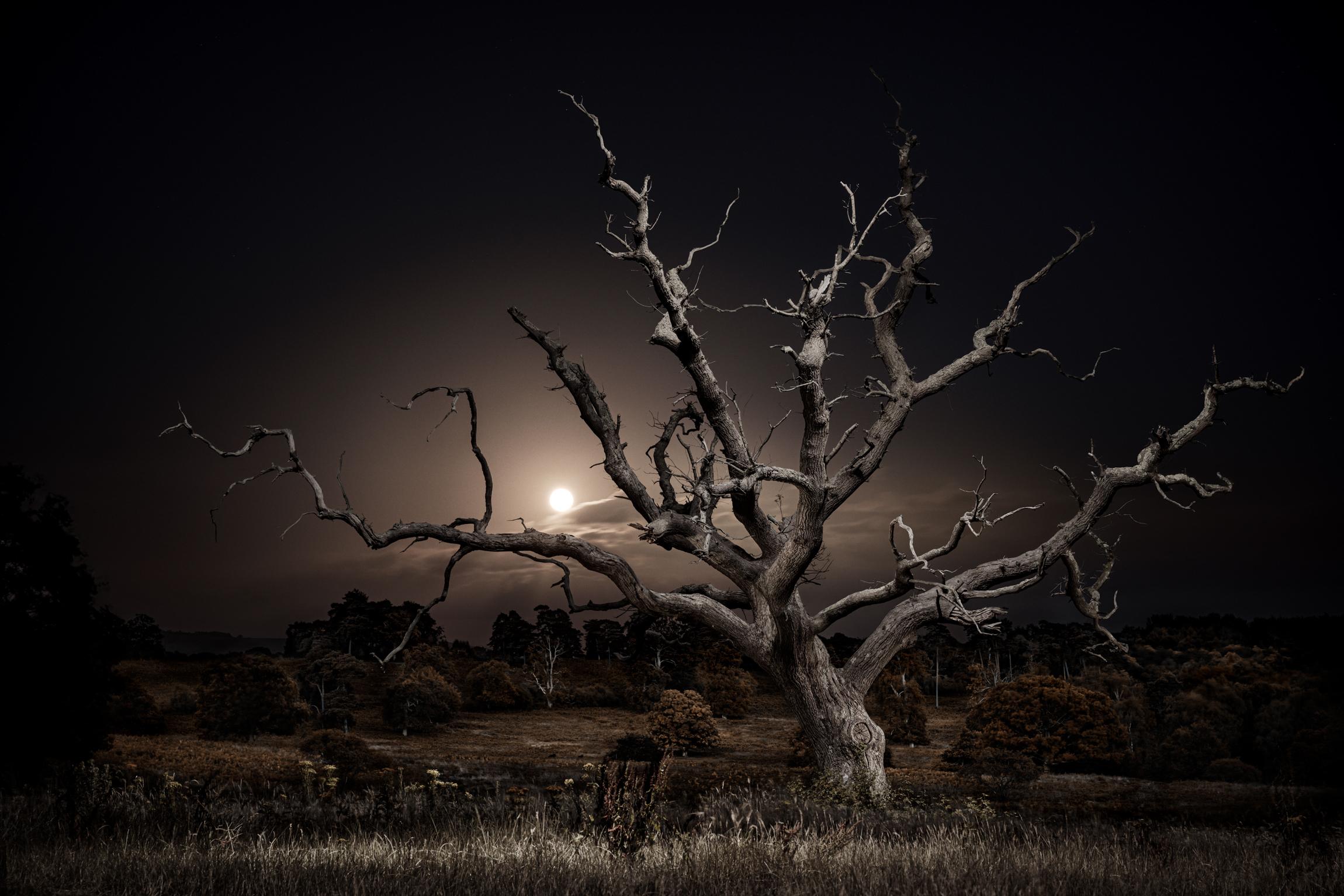 Twilight's Path, 030, Moonrise - Midsummer full moon - skeletal oak - landscape - Photograph by Jasper Goodall