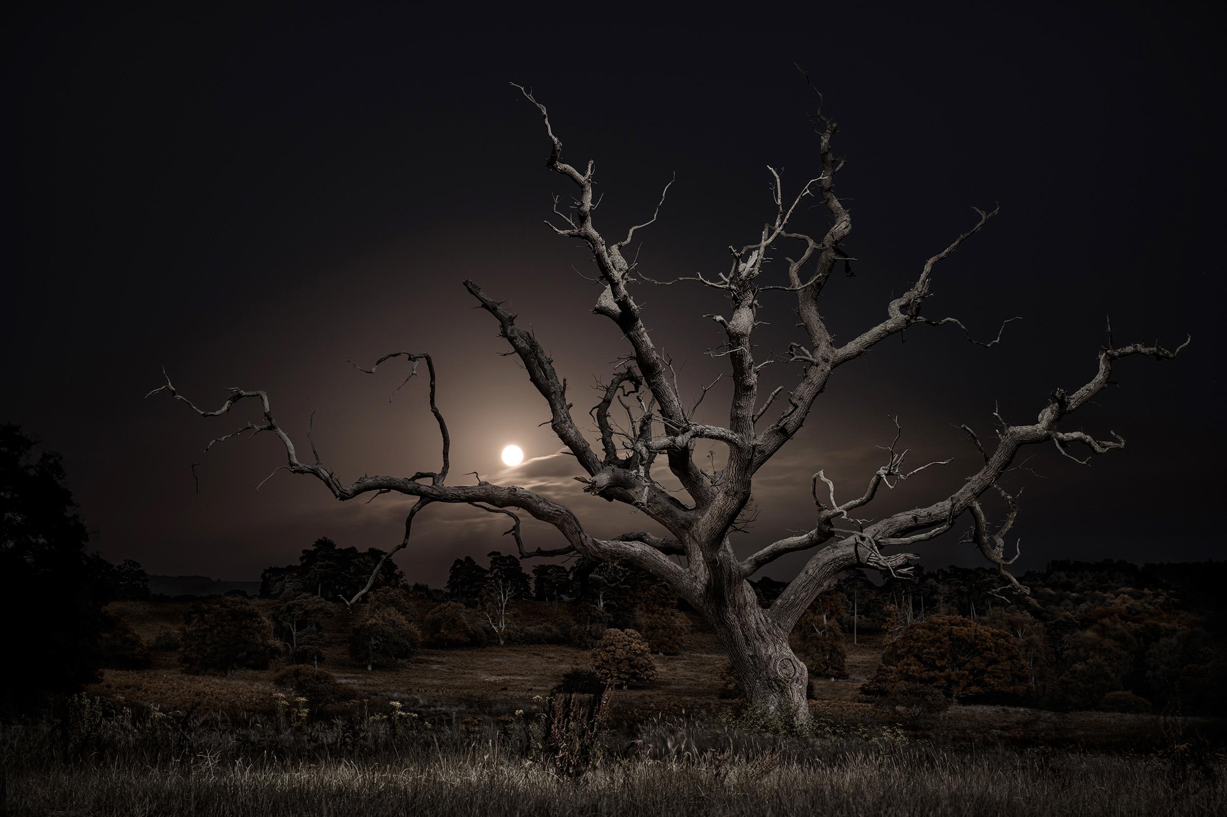 Le chemin de la lune, 030, lever de la lune en pleine lune, chêne squelettique, paysage - Contemporain Photograph par Jasper Goodall