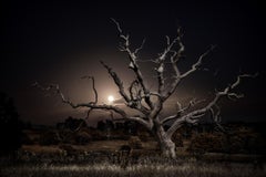 Twilight's Path, 030, Moonrise - Midsummer full moon - skeletal oak - landscape