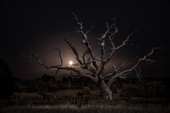 Twilight's Path, Midsummer Moonrise - Night Skeletal Oak - Large Landscape Print