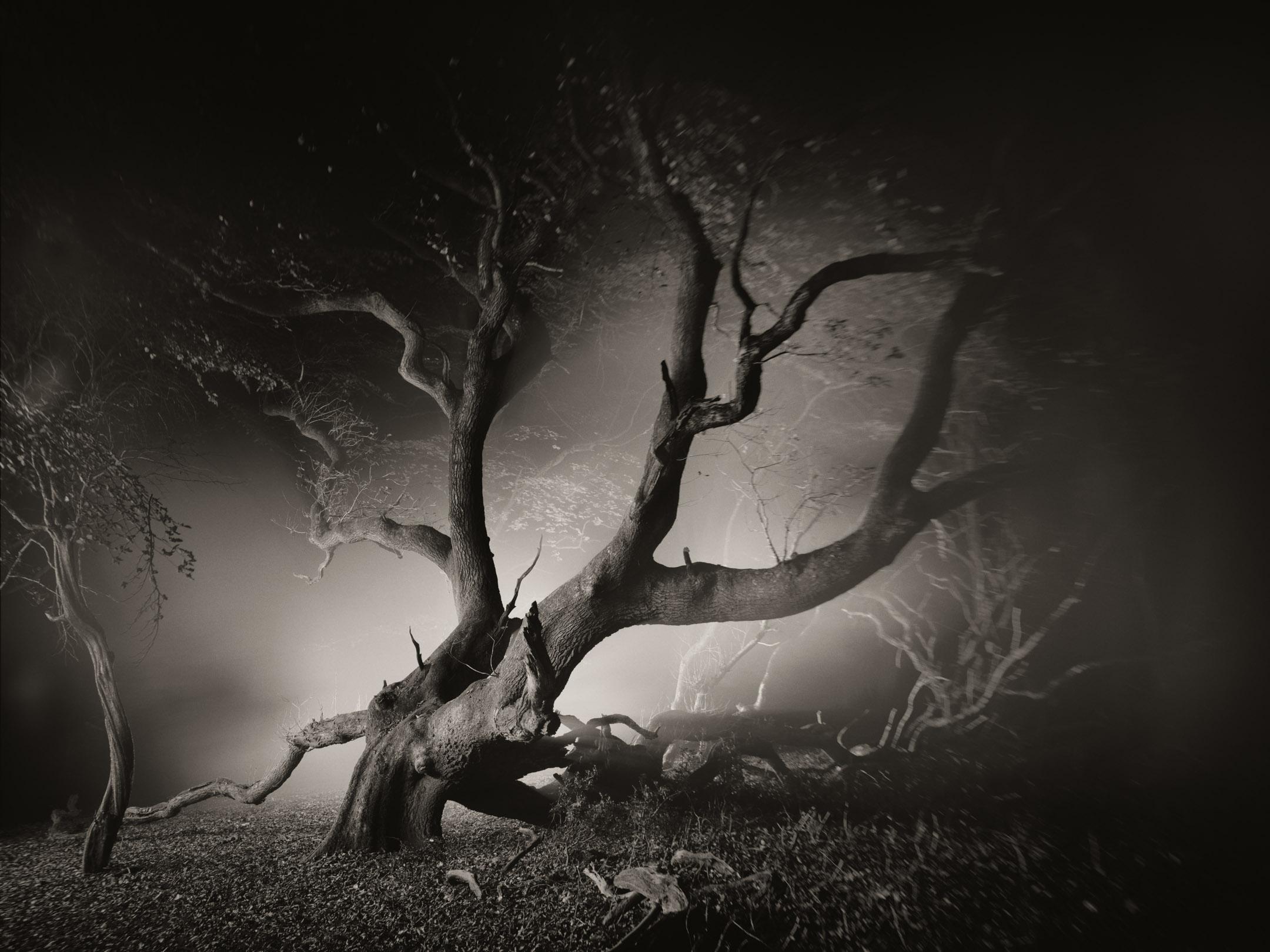 Portrait of tree stiletto in the forest at night 