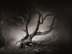Portrait d'un Stiletto d'arbre dans la forêt la nuit 