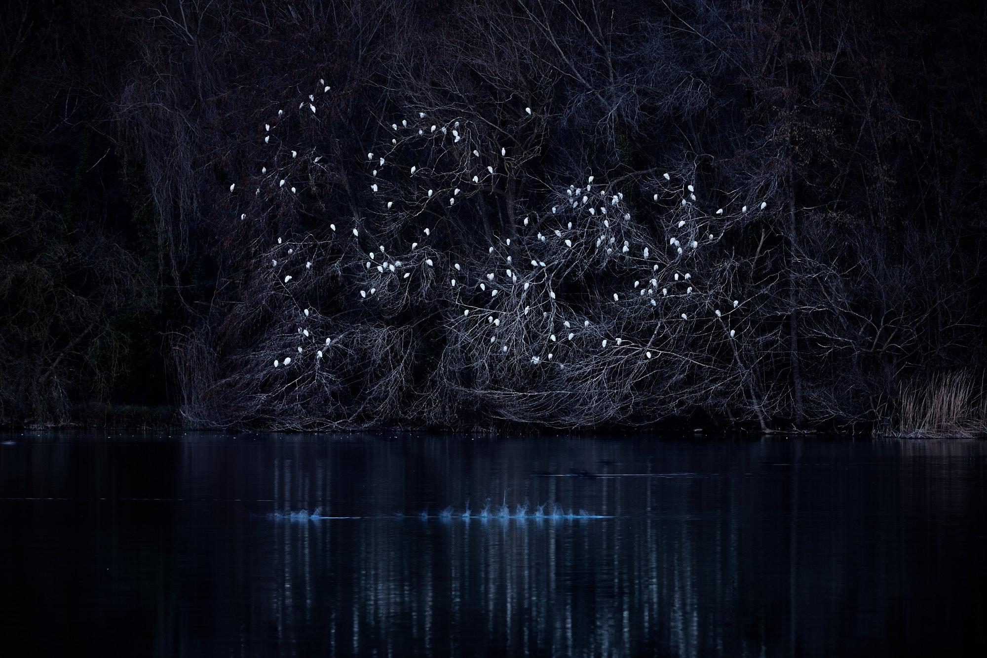 Llorens wurde in Porqueres, einem kleinen Dorf in Katalonien, geboren und hat sein ganzes Leben am See Banyoles verbracht. Inspiriert von diesem einzigartigen Gewässer, beschreiben Llorens' Fotografien eine einzigartige Beziehung zu einem