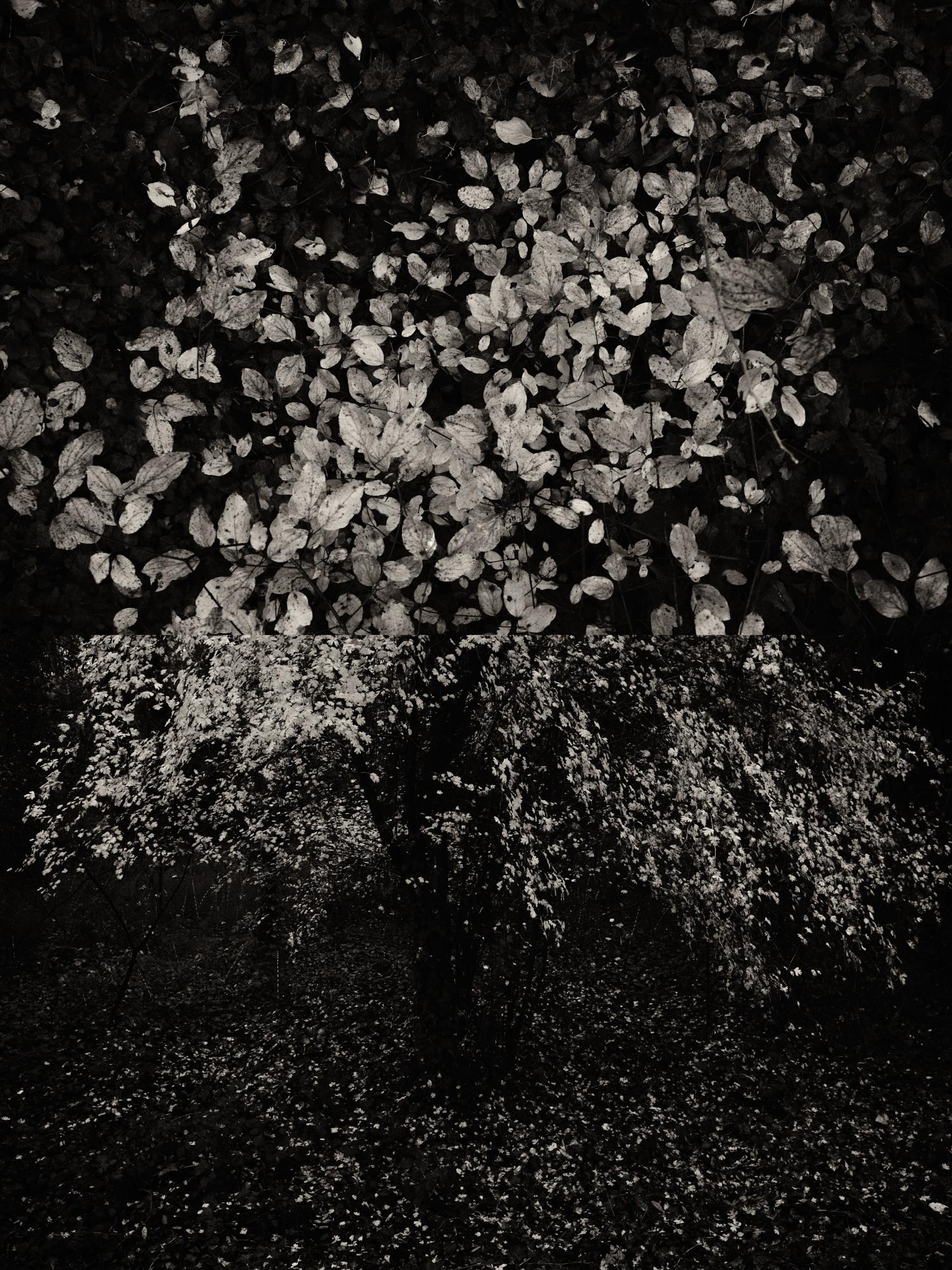 Gaia 21 - Le printemps en Catalogne Diptyque noir et blanc Photographie de nature