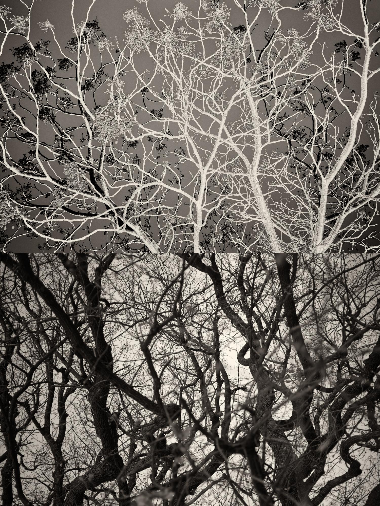 Gaia 44 - Black and White Diptych Skeleton Trees Fall in Catalonia Photograph