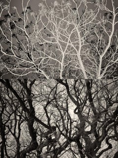 Gaia 44 - Black and White Diptych Skeleton Trees Fall in Catalonia Photograph