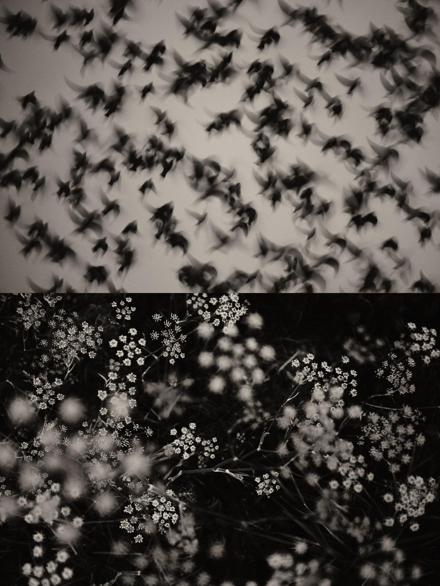 Gaia 45 - Murmure Photographie d'ombres et de lumières en noir et blanc