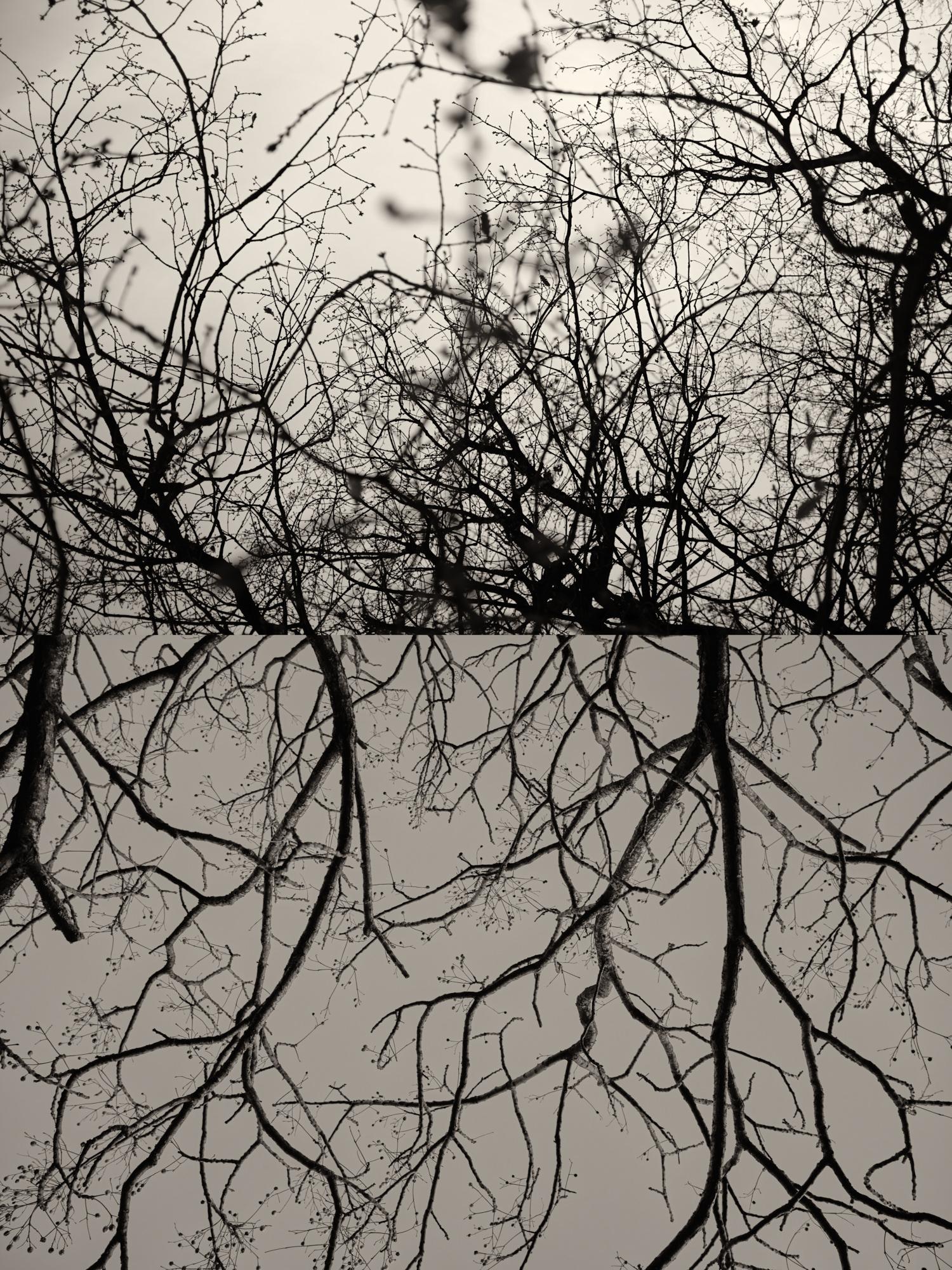 Gaia 48 - Photographie d'automne en Catalogne Arbres d'automne Photographie d'ombre