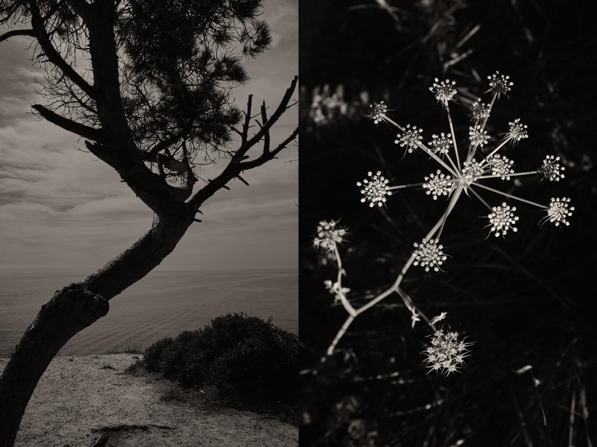 Black and White Photograph Jaume Llorens - Gaia 53 - Catalonia Spanish Cork Trees Overlooking Ocean Landscape Scenery (Paysage de liège espagnol avec vue sur l'océan)