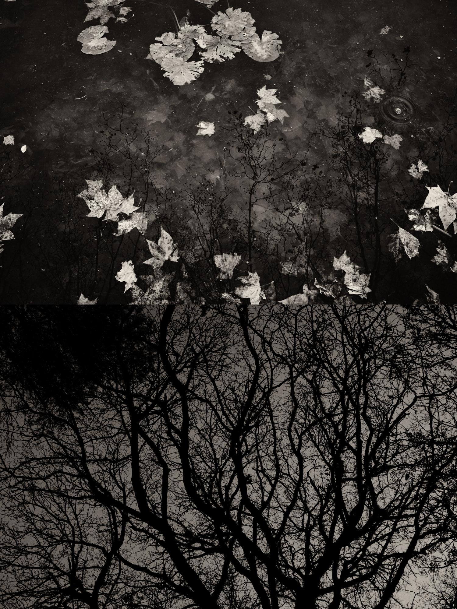 Gaia 58 - Black and White Lily Pads Lake Catalonia Nature Photographic Print