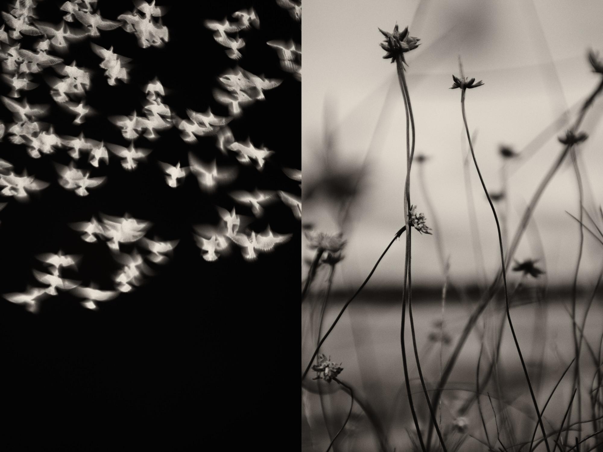 Pianta Fotografia
