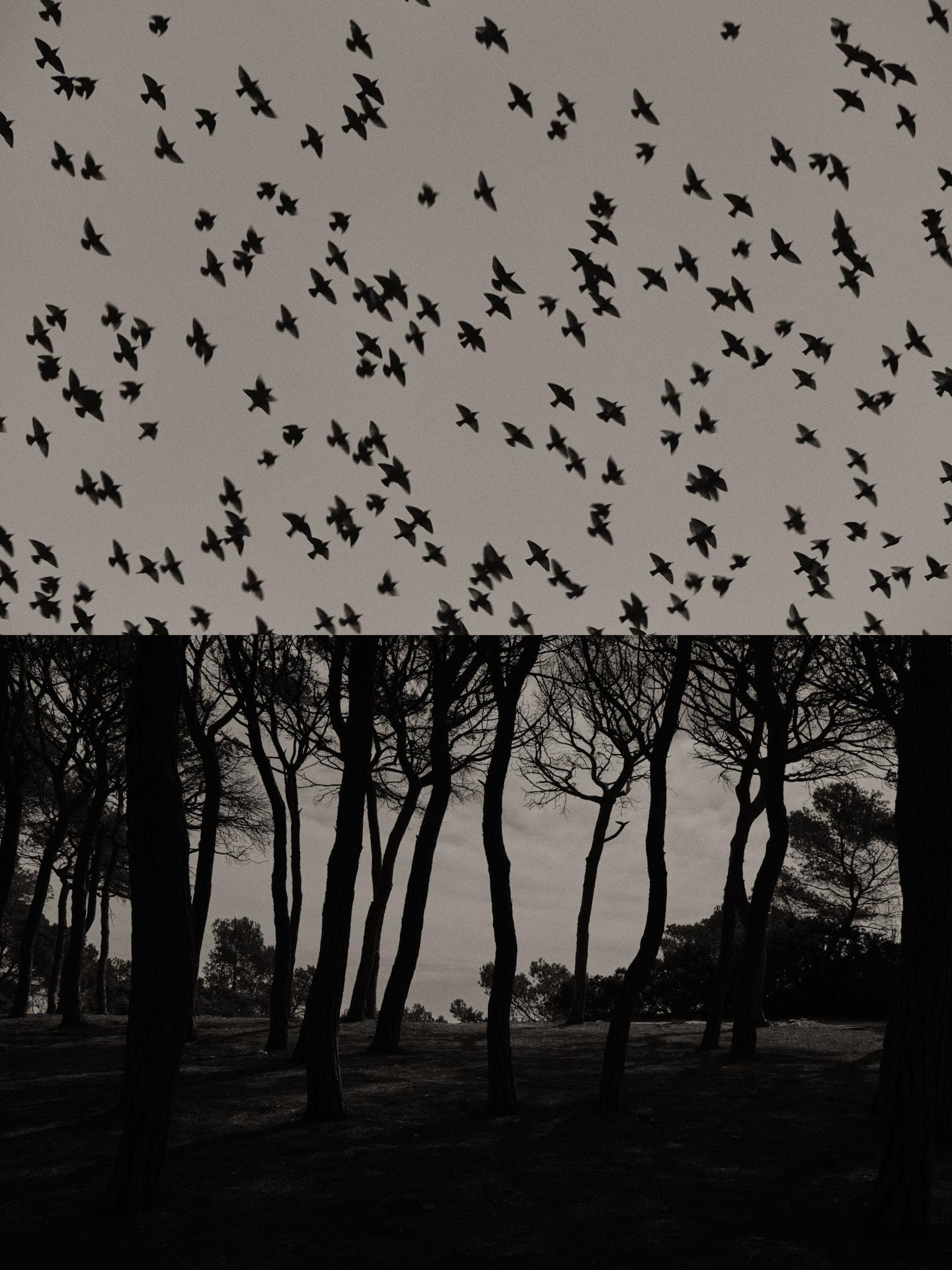 Jaume Llorens Landscape Photograph - Gaia 057 - Black and White Diptych of Spanish Cork Trees with Birds Flying