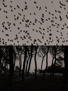 Gaia 057 - Black and White Diptych of Spanish Cork Trees with Birds Flying