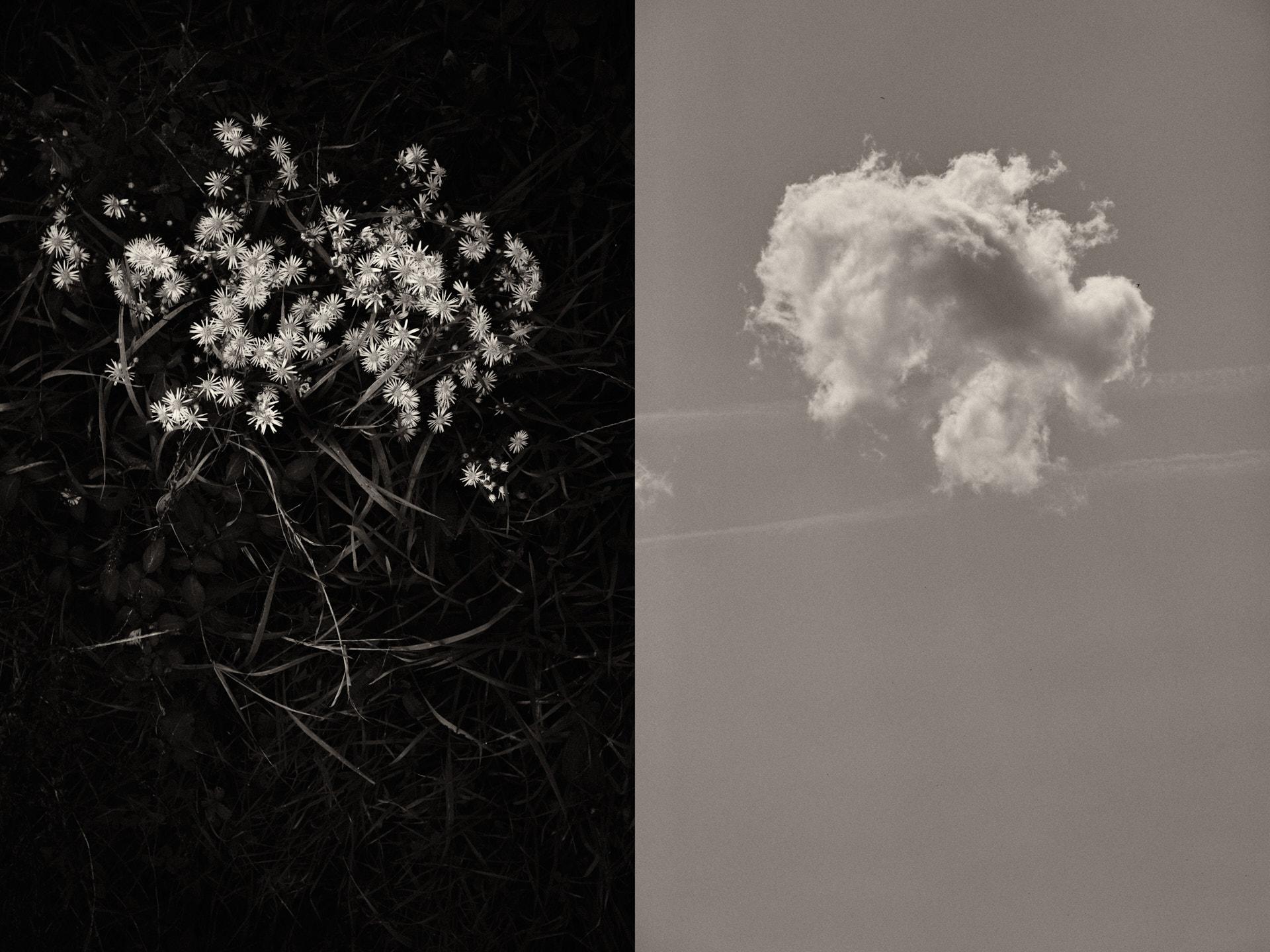'Díptico Gaia #078' de Jaume Llorens - Fotografía Contemporánea, Naturaleza Muerta