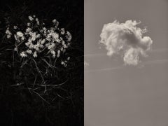 Gaia Diptych #078' di Jaume Llorens - Fotografia contemporanea, Natura morta