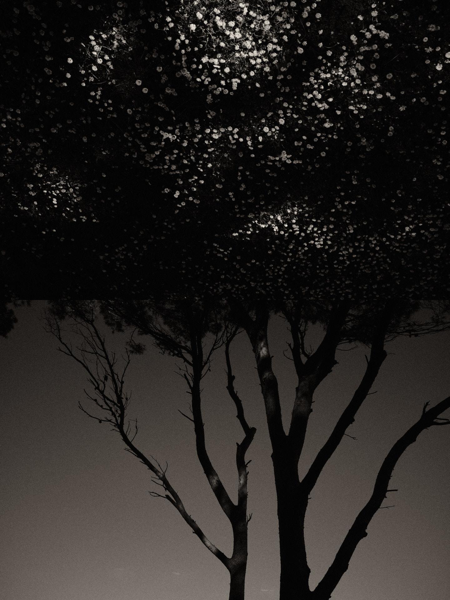 Díptico Gaia 106 - Edición limitada en blanco y negro Impresión fotográfica