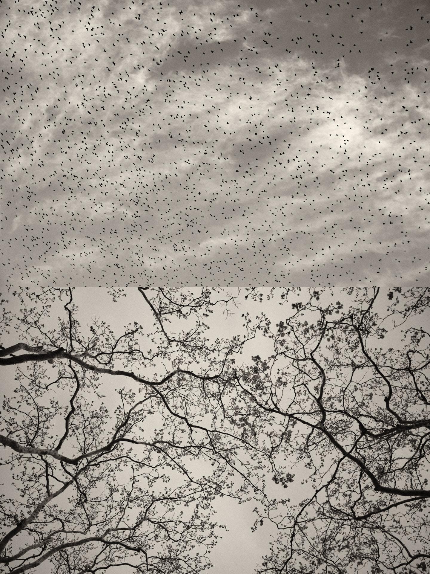 Díptico Gaia 127 - Edición limitada en blanco y negro Impresión fotográfica