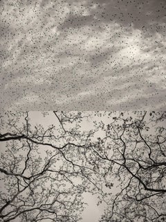 Gaia Diptych 127 – Schwarz-Weiß-Fotodruck in limitierter Auflage
