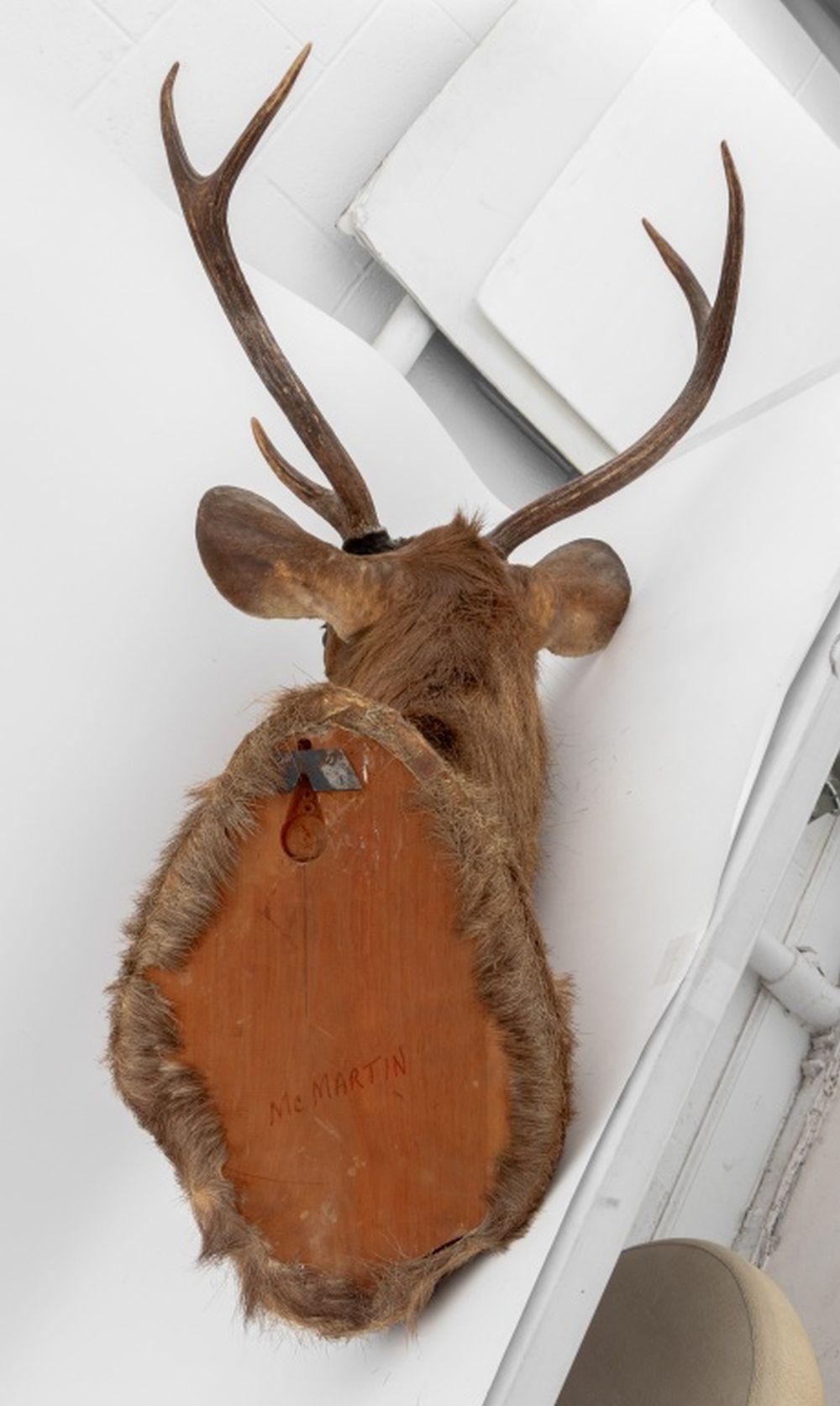 Javanischer Rusahirsch Trophäe im Angebot 5