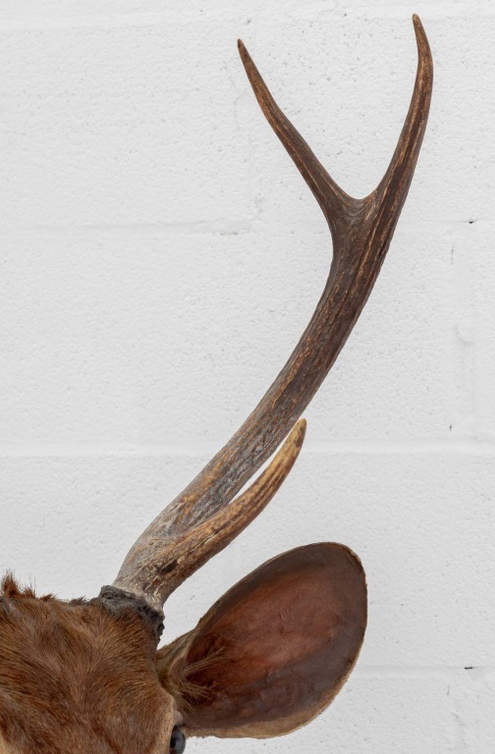 Javanischer Rusahirsch Trophäe im Zustand „Gut“ im Angebot in Astoria, NY