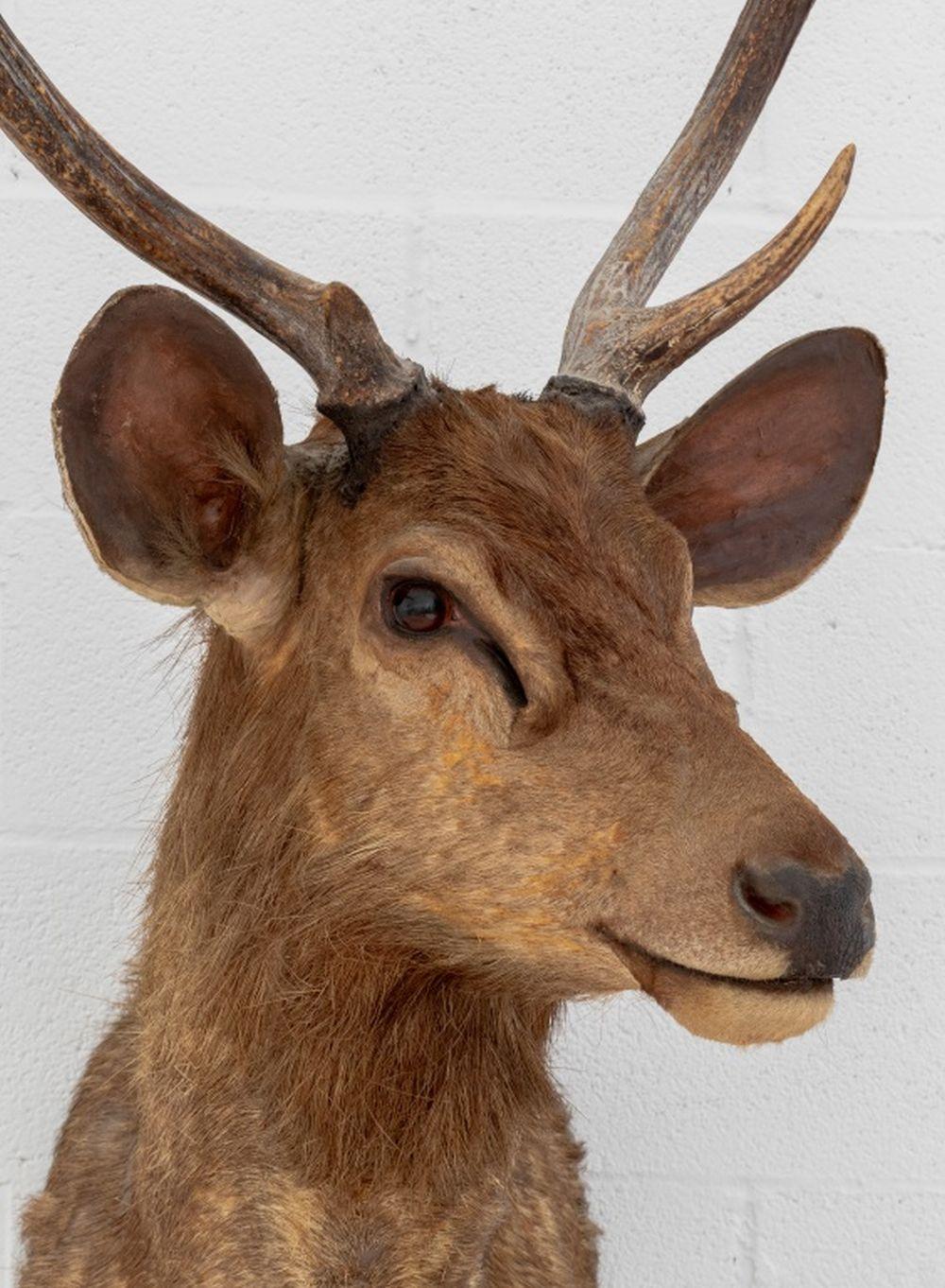 Javanischer Rusahirsch Trophäe (20. Jahrhundert) im Angebot