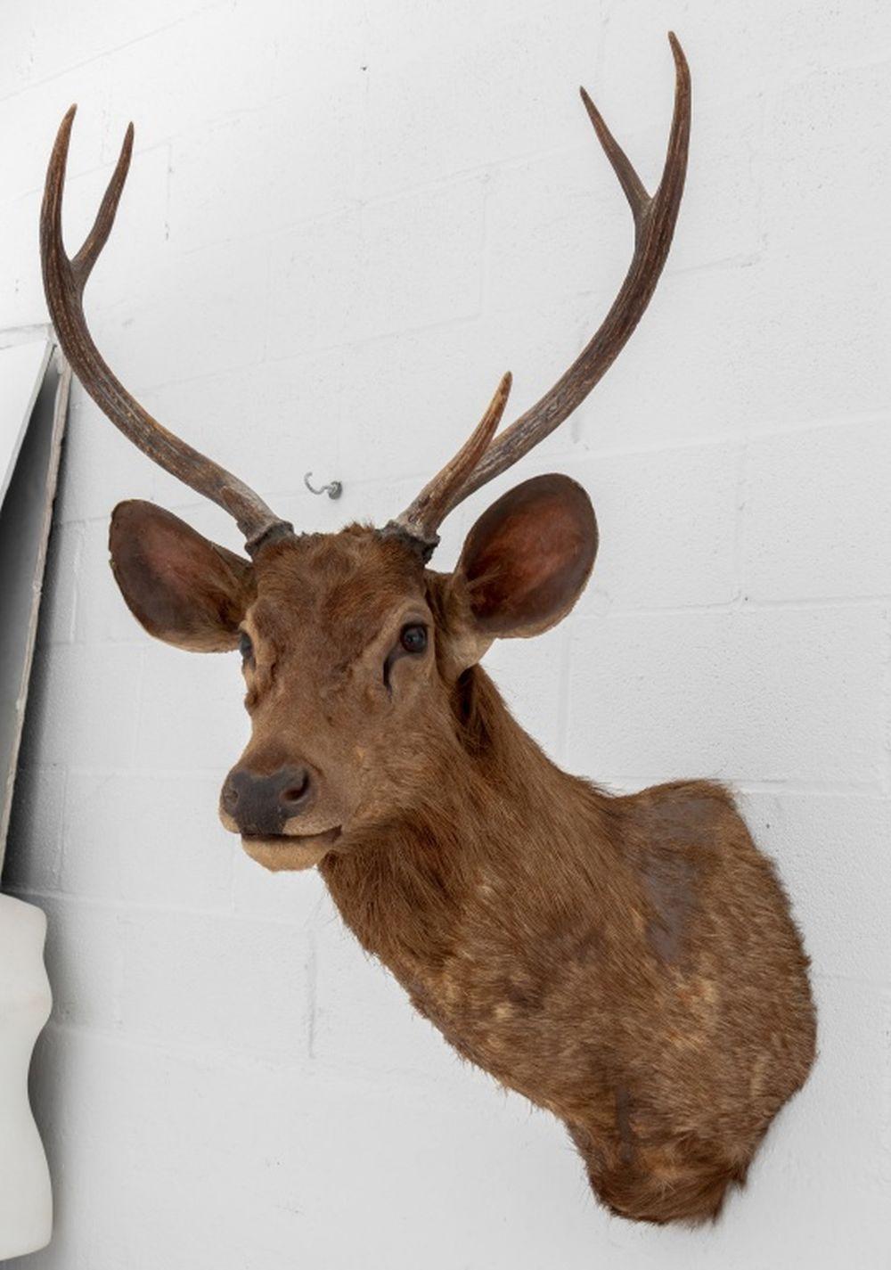 Javanischer Rusahirsch Trophäe im Angebot 3