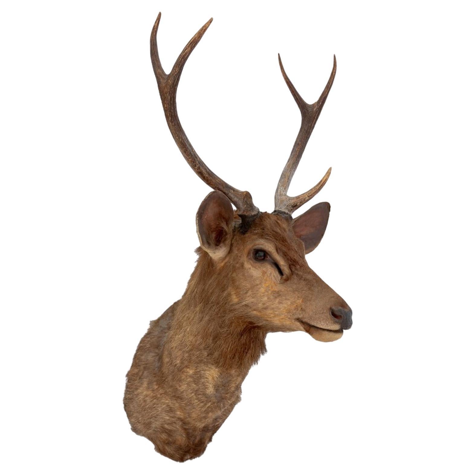 Javanischer Rusahirsch Trophäe