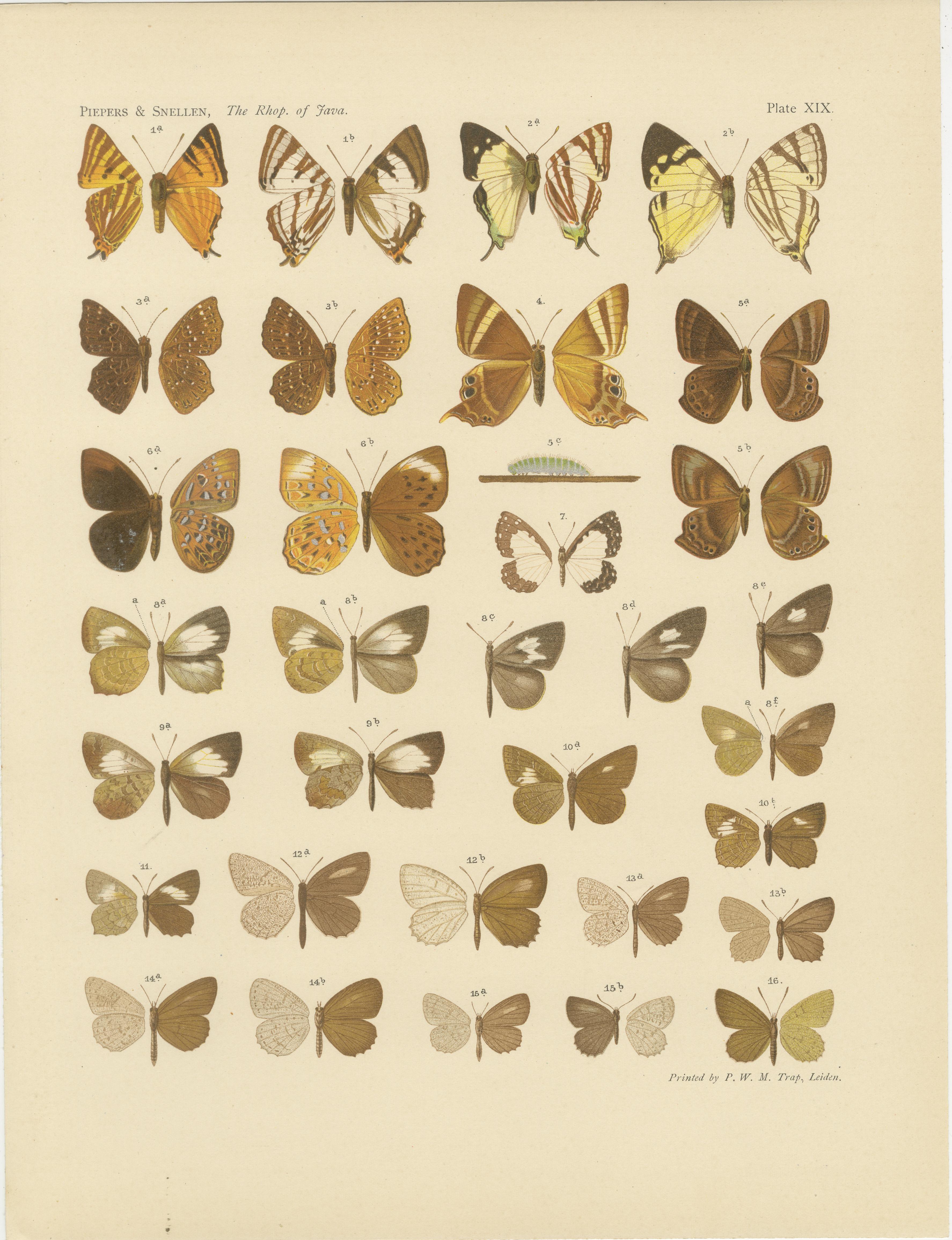 Dutch Javanese Butterflies – Three Antique Chromolithograph Plates, Java 1908–1910 For Sale