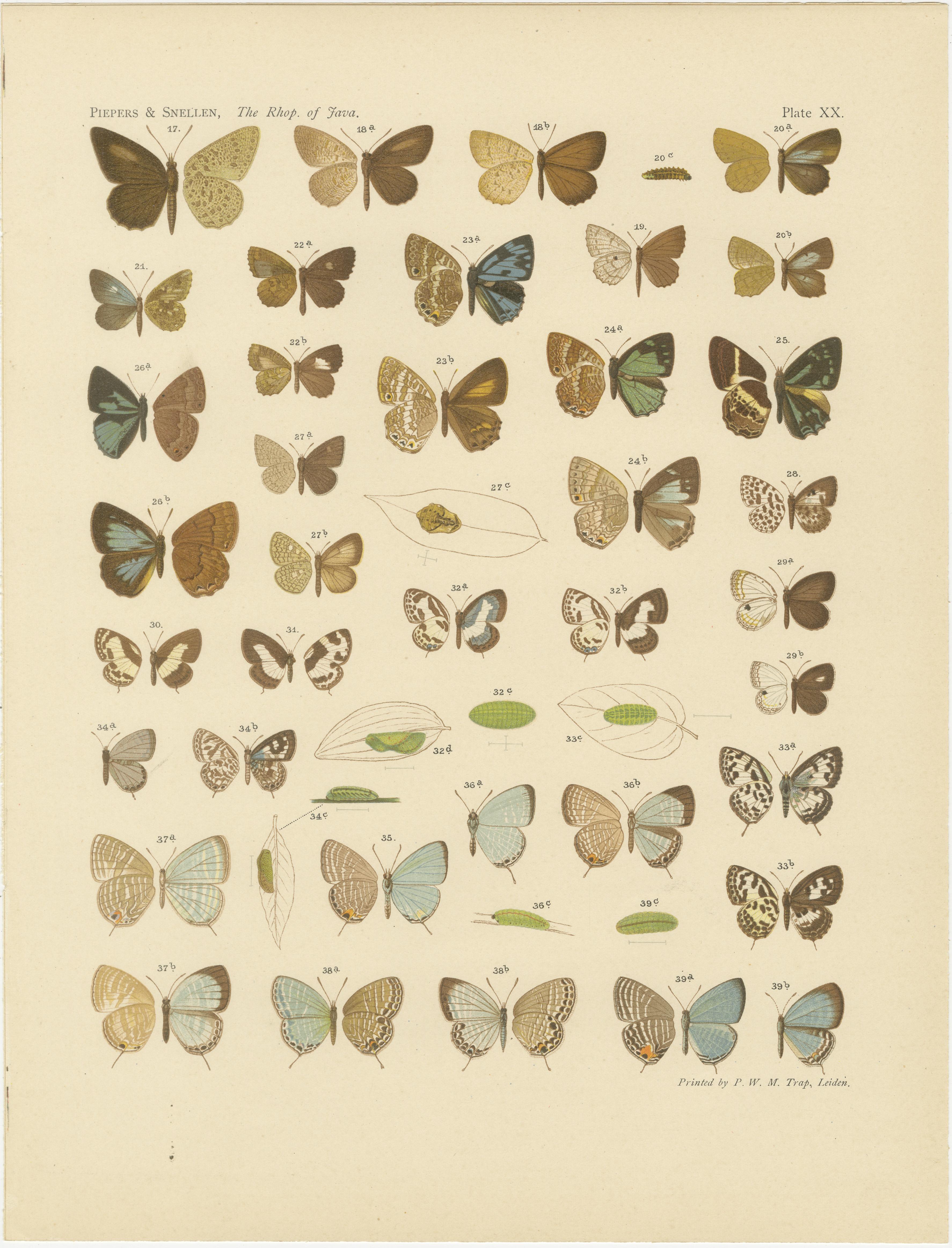 Javanese Butterflies – Three Antique Chromolithograph Plates, Java 1908–1910 In Good Condition For Sale In Langweer, NL