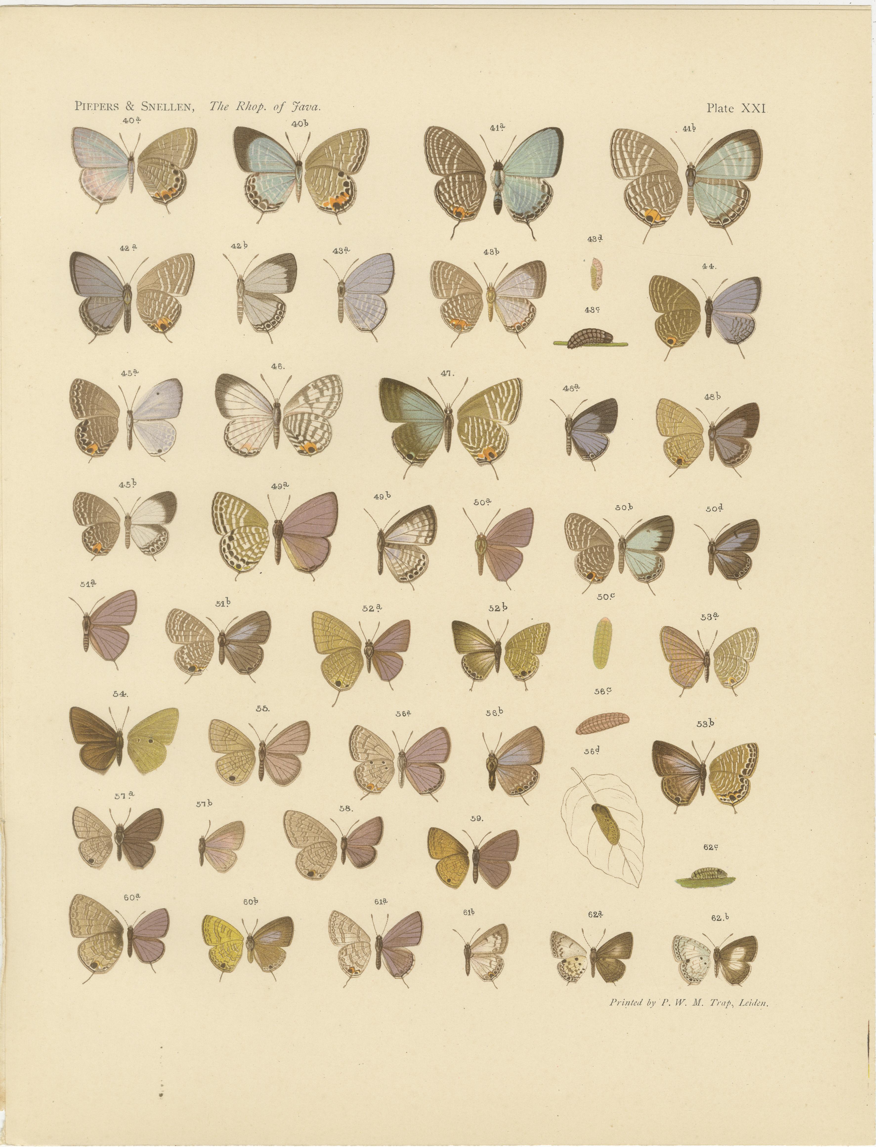 20th Century Javanese Butterflies – Three Antique Chromolithograph Plates, Java 1908–1910 For Sale