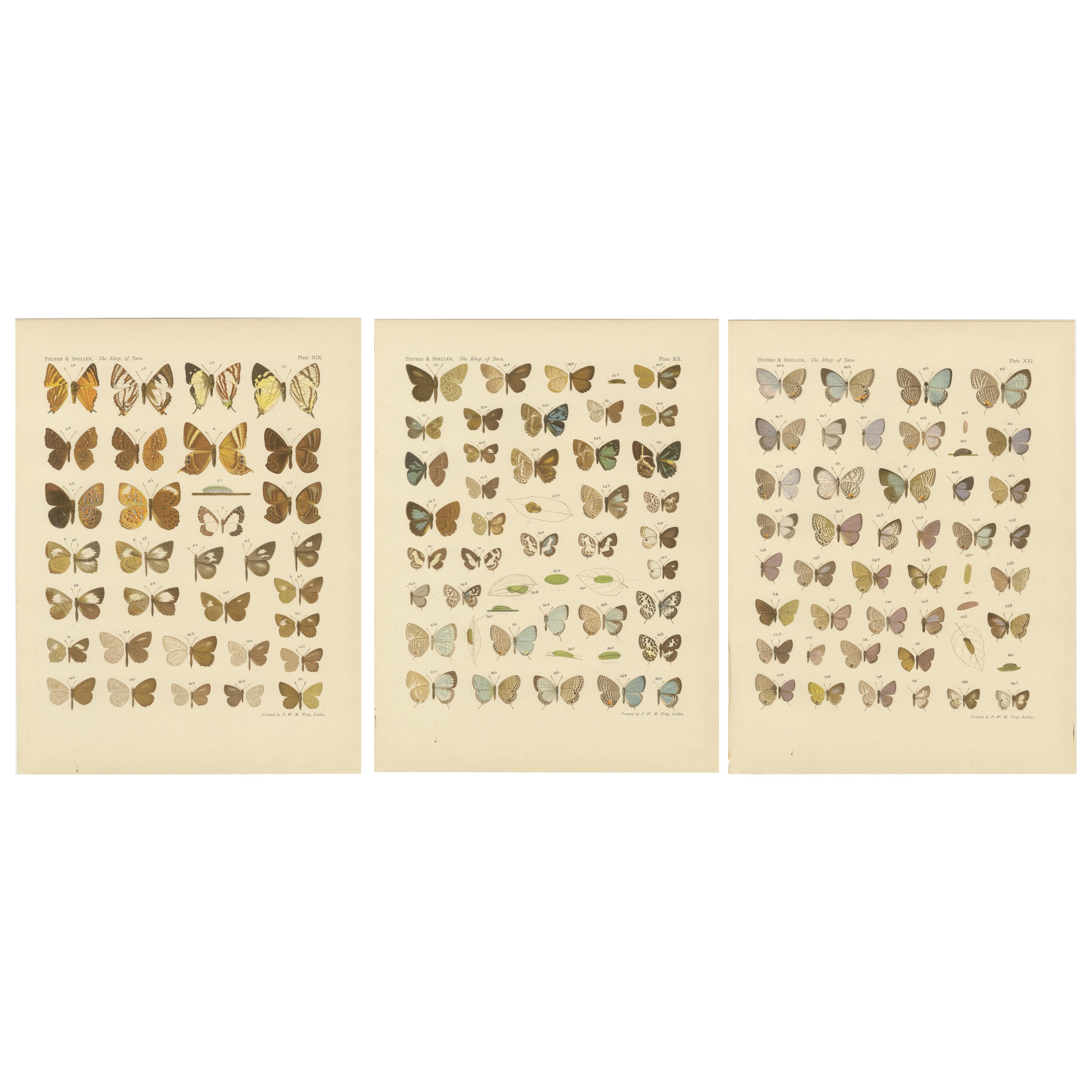 Javanese Butterflies – Three Antique Chromolithograph Plates, Java 1908–1910