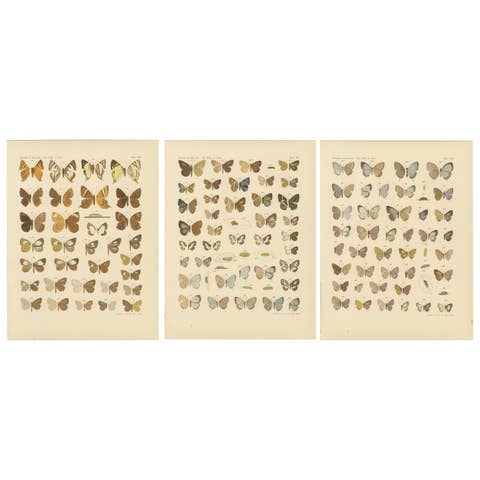 Javanese Butterflies – Three Antique Chromolithograph Plates, Java 1908–1910