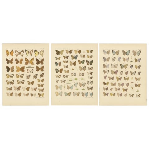 Javanese Butterflies, Three Antique Chromolithograph Plates, Java 1908–1910
