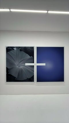 Morning Glory (Prunkwinde)