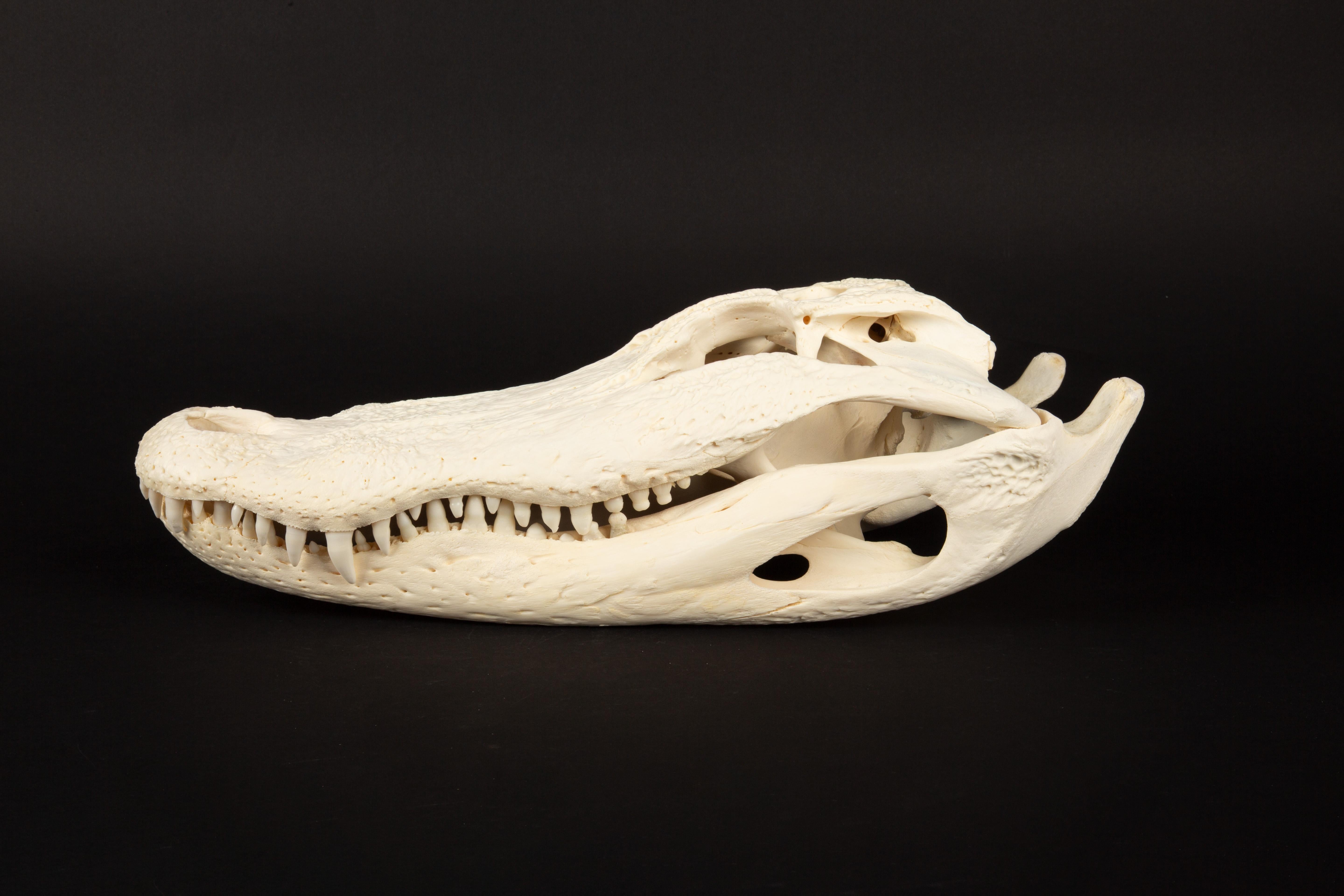 This striking 16-inch alligator skull is a remarkable representation of one of nature's most fascinating predators. With its intricately detailed bone structure and prominent teeth, this skull captures the power and elegance of the alligator. It