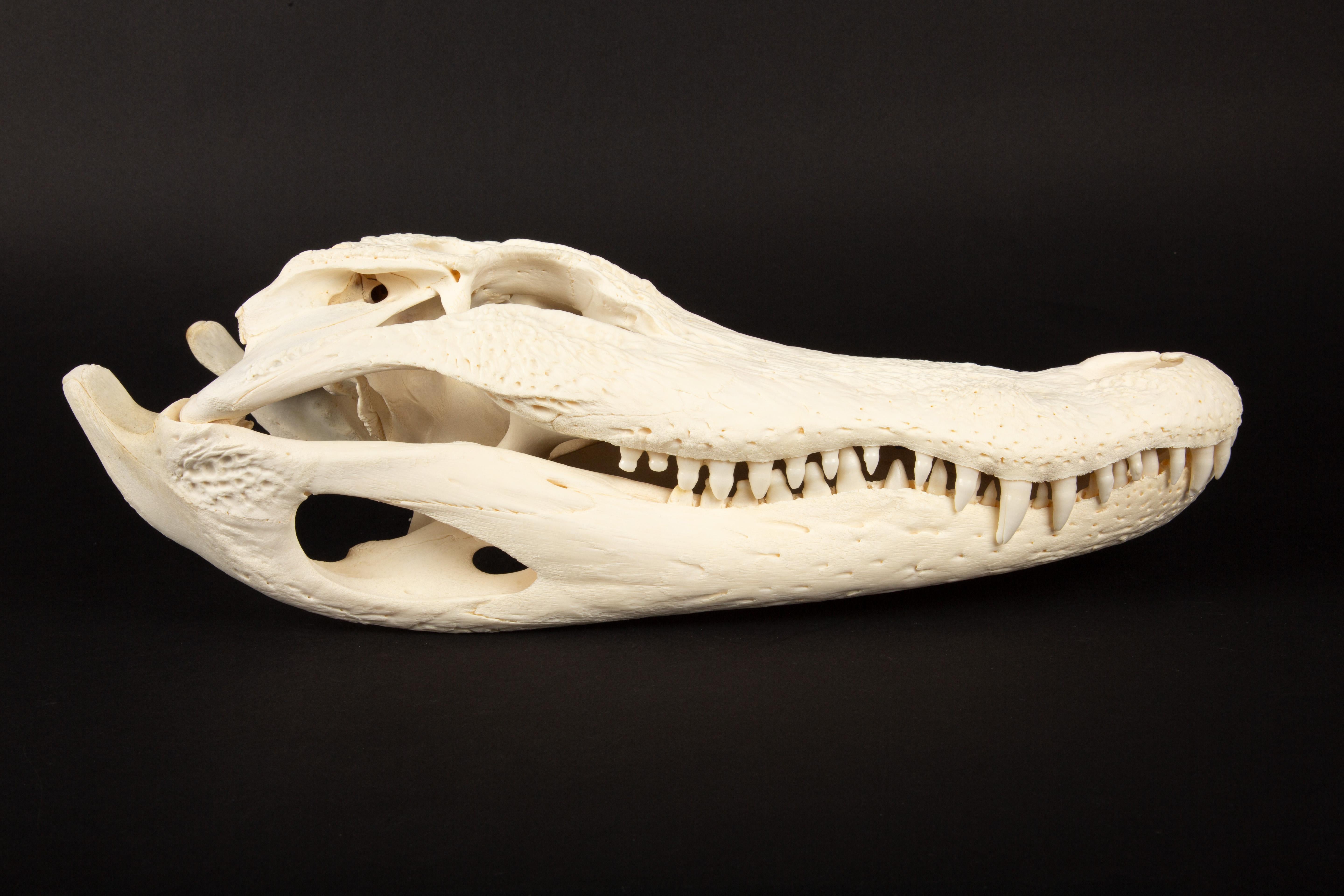 Bone Jaw-Dropping Wonder: 16-Inch Gator Skull For Sale