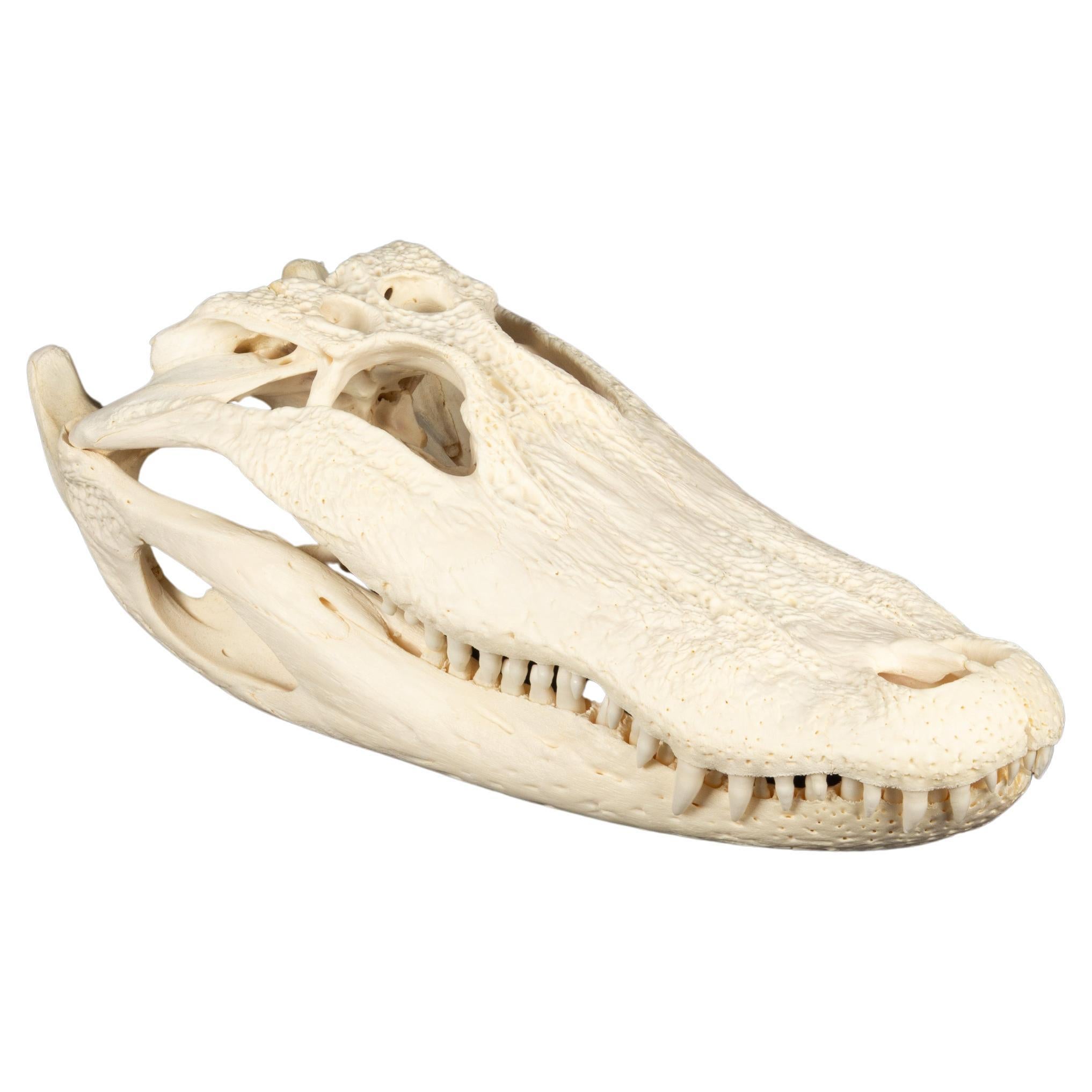 Jaw-Dropping Wonder: 16-Inch Gator Skull For Sale