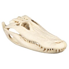 Jaw-Dropping Wonder: 16-Inch Gator Skull