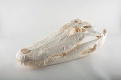 Jaw-Dropping Wonder: 24-Inch Alligator Skull